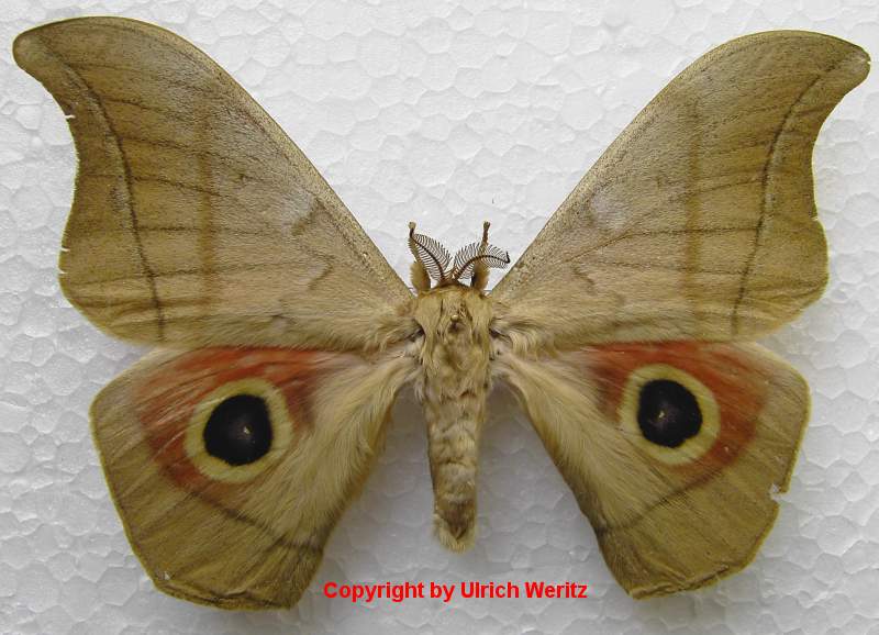 SATURNIIDAE World Homepage für den Saturniidenfreund